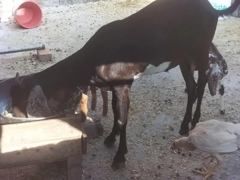 desi bakri — photo 3