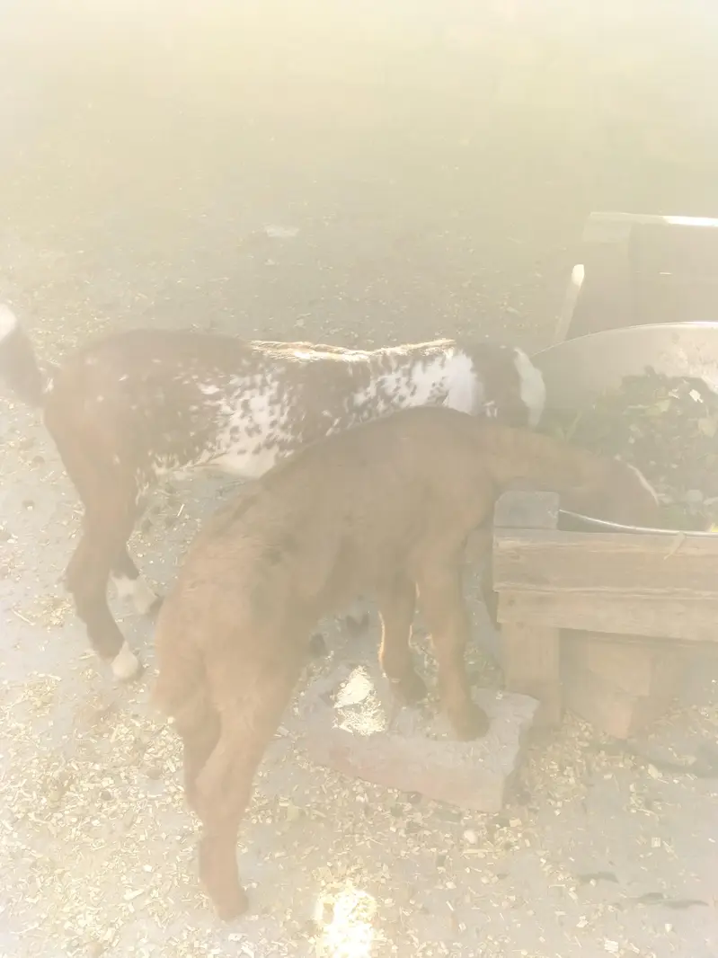 desi bakri — photo 4