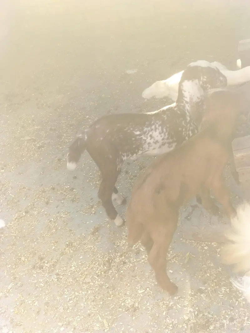 desi bakri — photo 5
