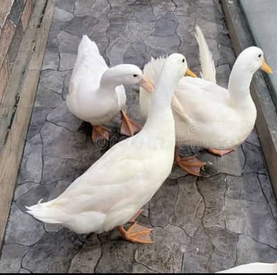 White ducks pair