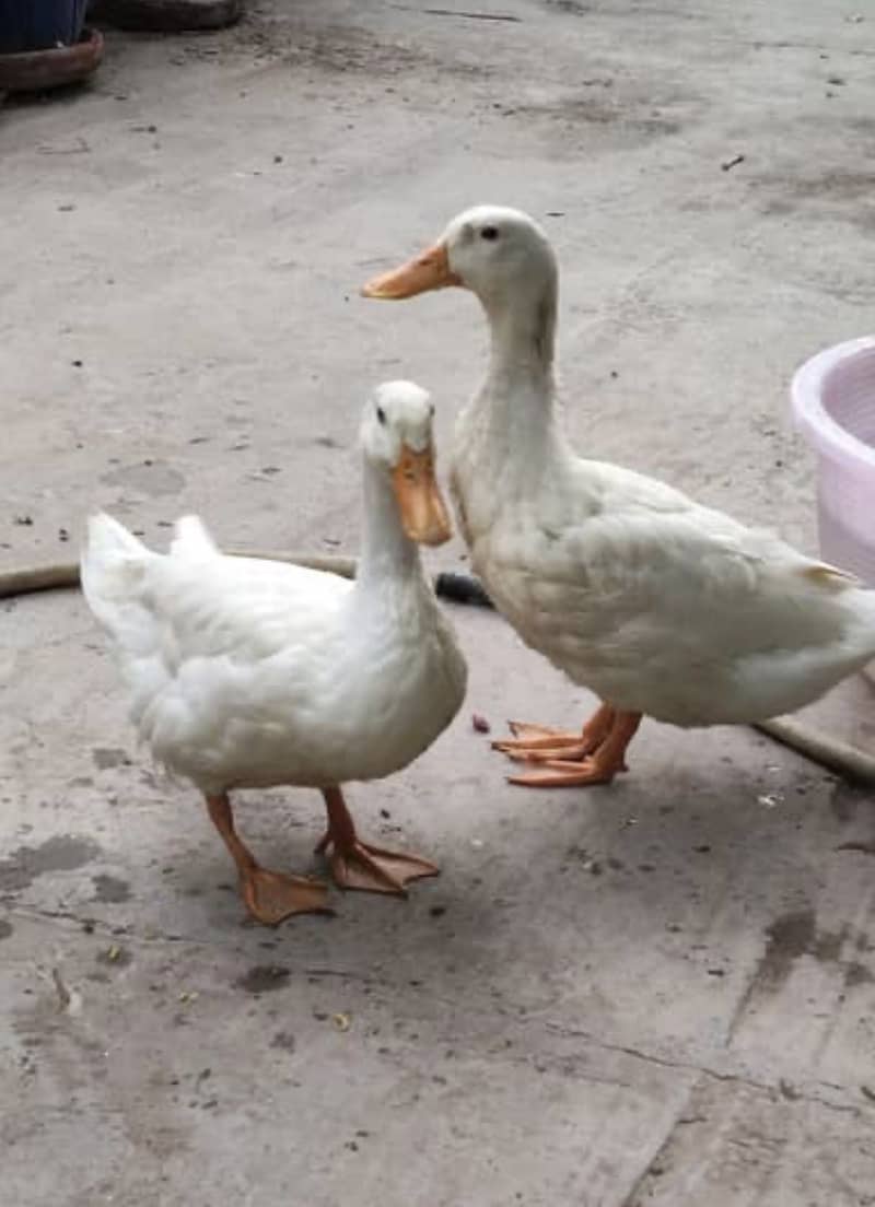 White ducks pair 1