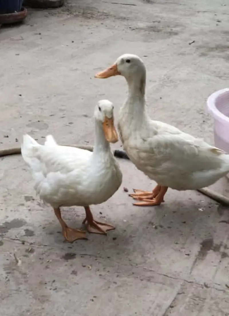 White ducks pair — photo 2