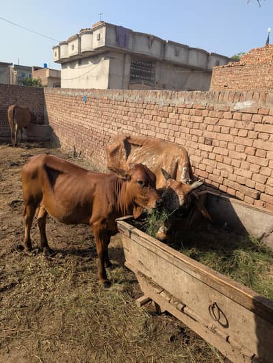 Cholistani Cow