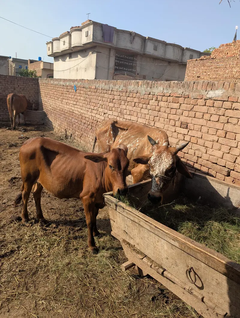 چولستانی گائے اور بچھڑی فروخت کے لیے — photo 2