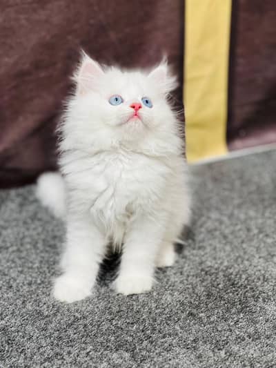 cash on delivery Persian Punch face triple coat cat Kitten
