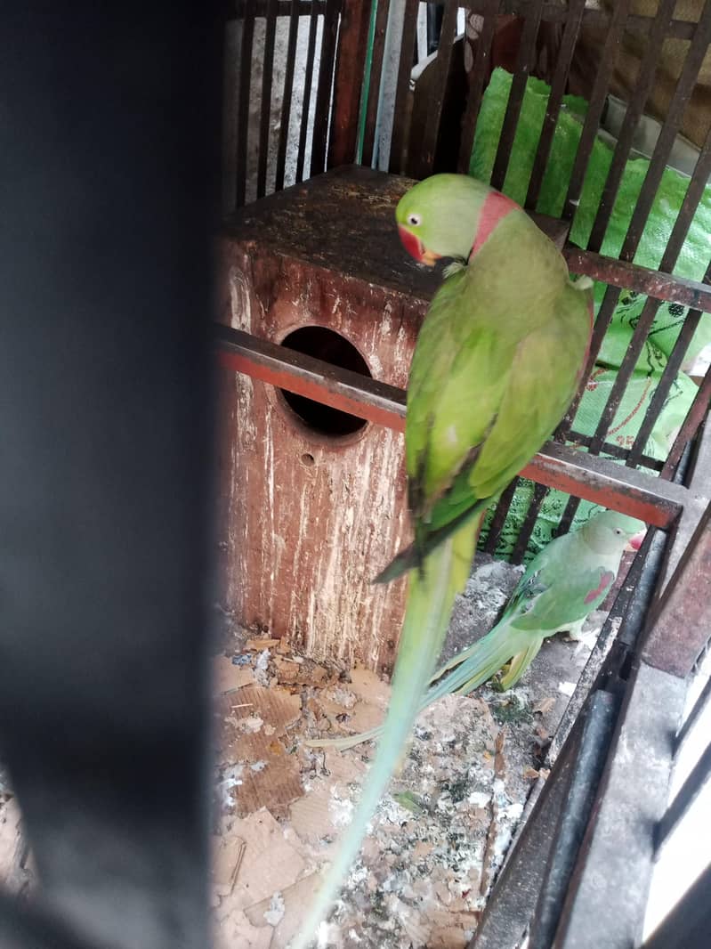 raw parrot pair 2