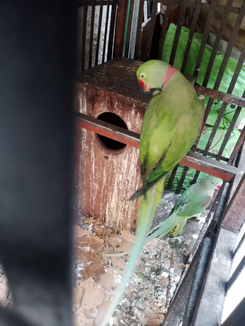 raw parrot pair — photo 3