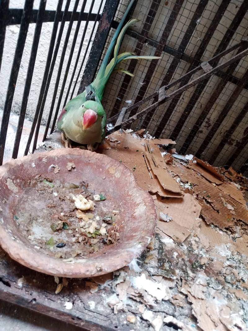 raw parrot pair 4