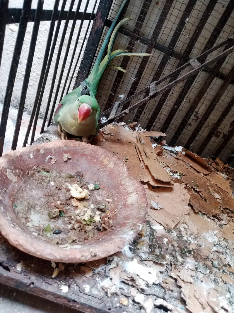 raw parrot pair — photo 5