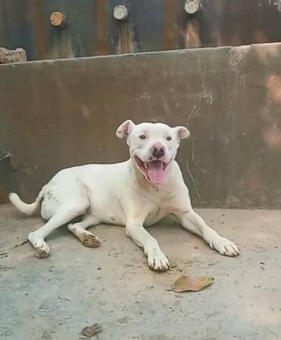 pitbull