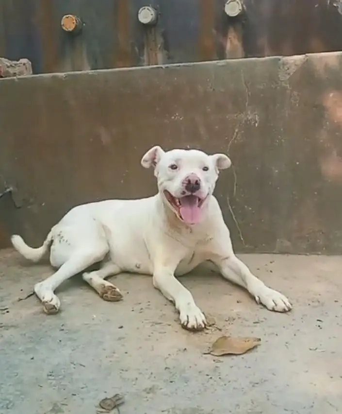pitbull
