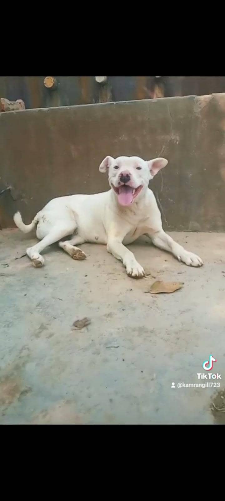 pitbull 1