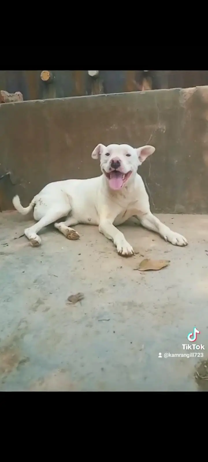 pitbull — photo 2