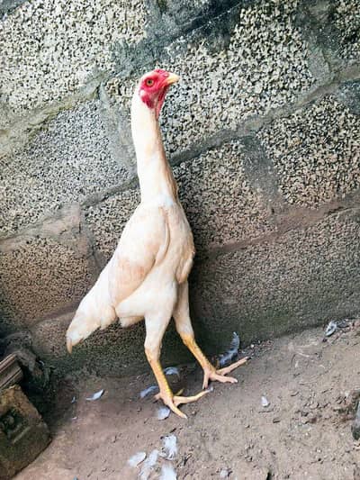 JAPANESE O KING SHAMOO CHICK'S