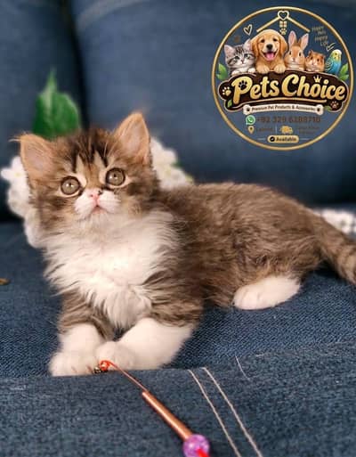 Cash on delivery persian cats & Kittens Available- Healthy & Playfull