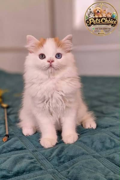 Persian cat and kitten punch face triple coated