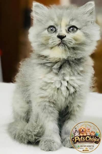 Cash on delivery persian cats & Kittens Available- Healthy & Playfull