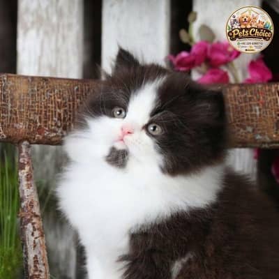 Cash on delivery persian cats & Kittens Available- Healthy & Playfull