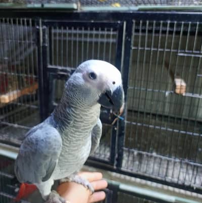 African Grey Parrot | talking bird for sale  |