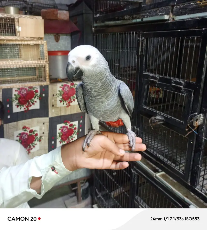 African Grey Parrot | talking bird for sale  | — photo 3