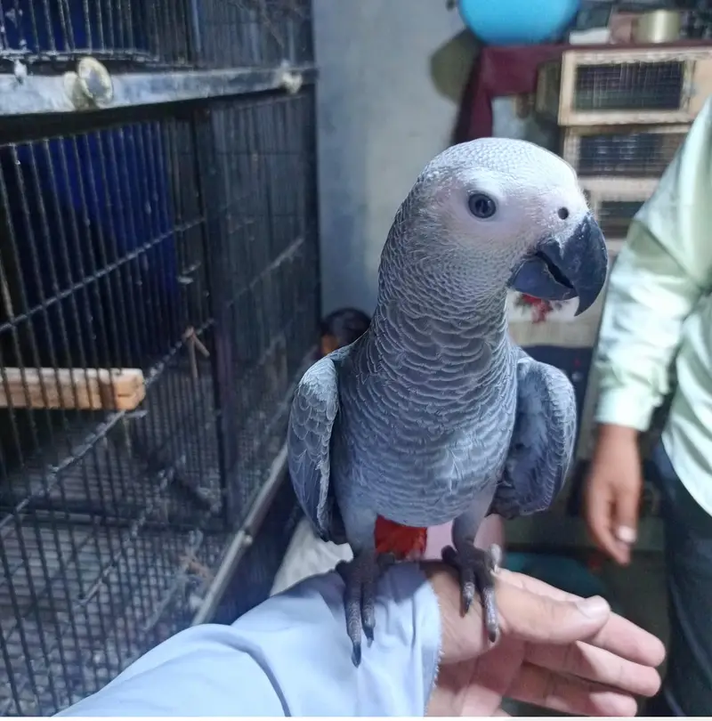 African Grey Parrot | talking bird for sale  | — photo 4