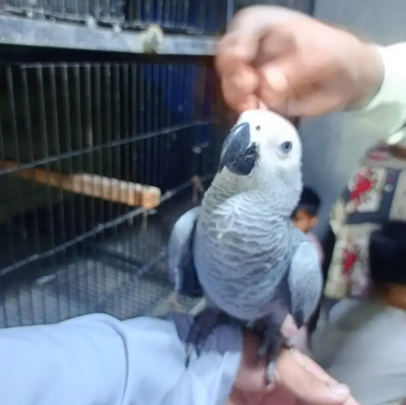 African Grey Parrot | talking bird for sale  | — photo 5