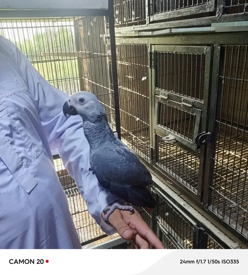 African Grey Parrot | talking bird for sale  | — photo 7