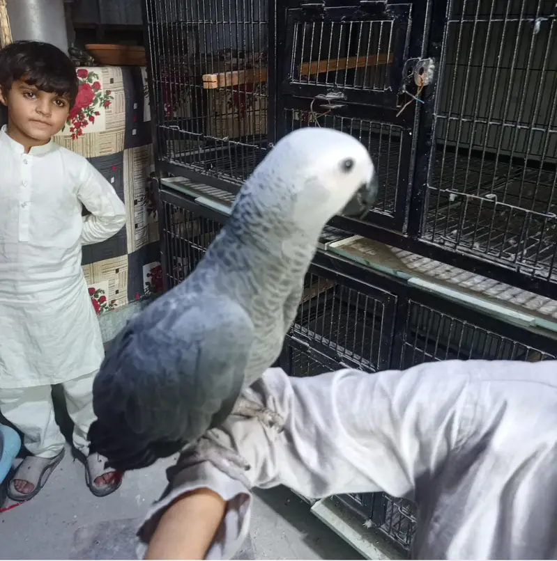 African Grey Parrot | talking bird for sale  | — photo 11