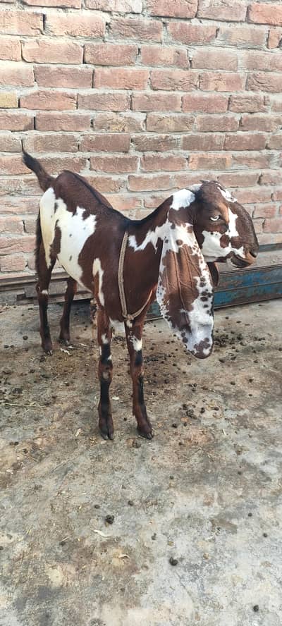 Nagra dabi female 6 months