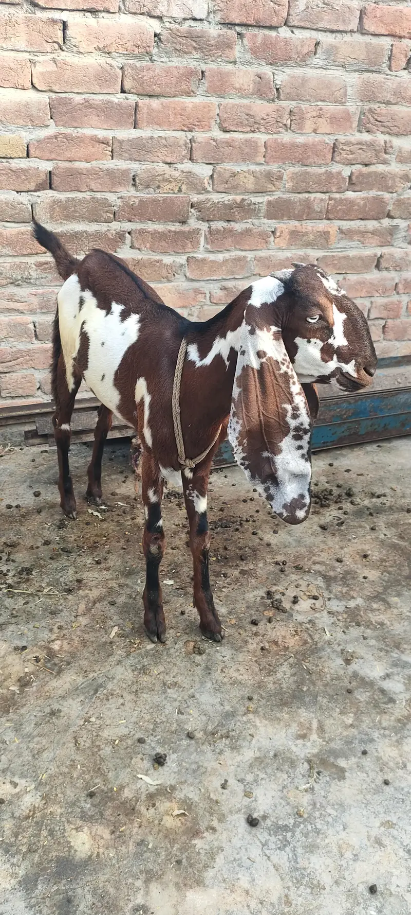 Nagra dabi female 6 months