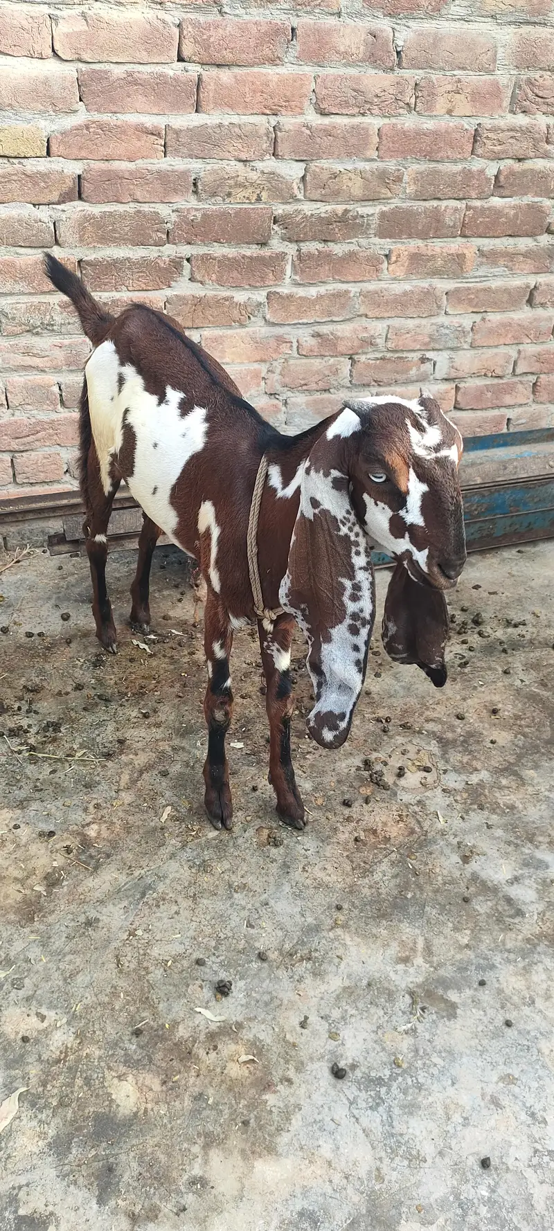 Nagra dabi female 6 months — photo 2