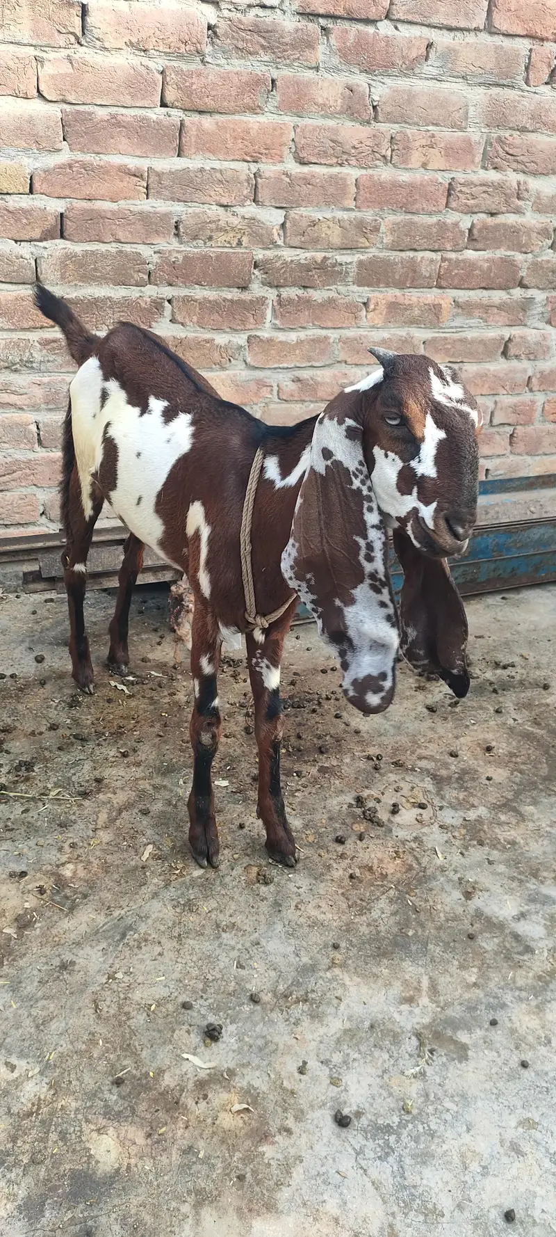 Nagra dabi female 6 months — photo 3