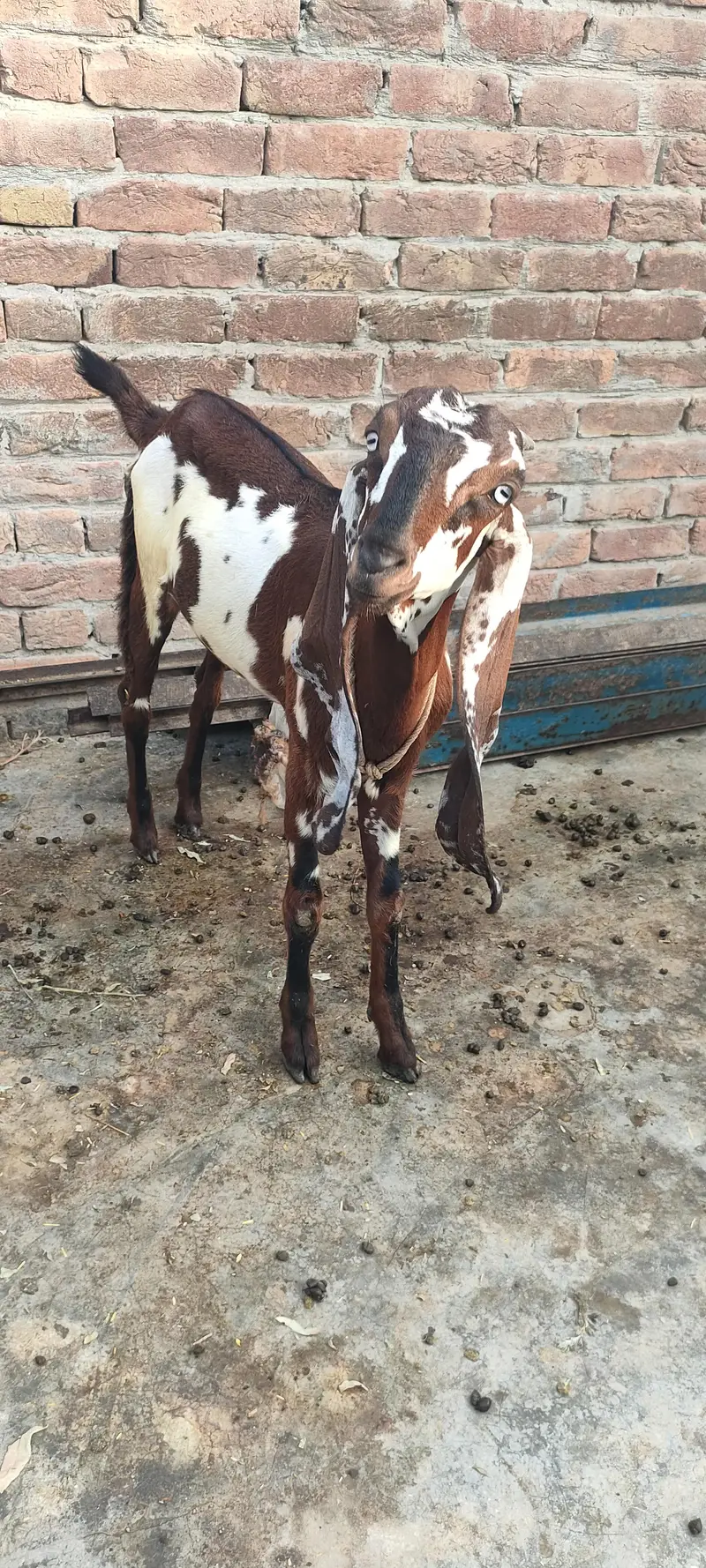 Nagra dabi female 6 months — photo 4