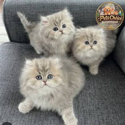 Persian British punch face piki face kitten cat available