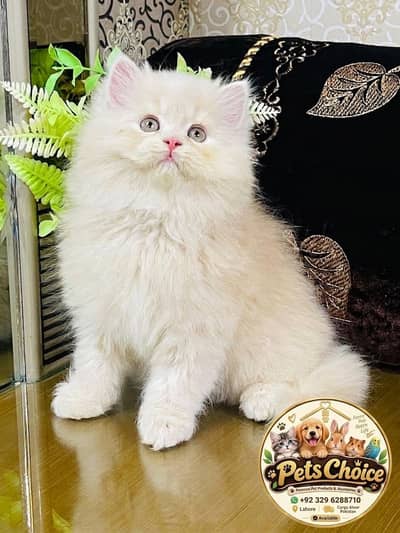 parshion kitten cat male and female British