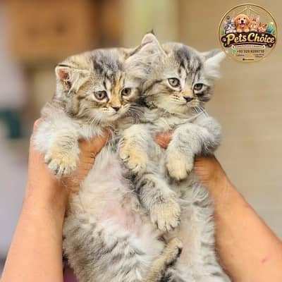 Persian cat and kitten punch face triple coated