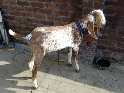 Chena Bacha Male Barka/Goat 5 Months Age