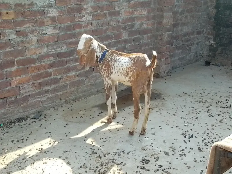 Chena Bacha Male Barka/Goat 5 Months Age — photo 2