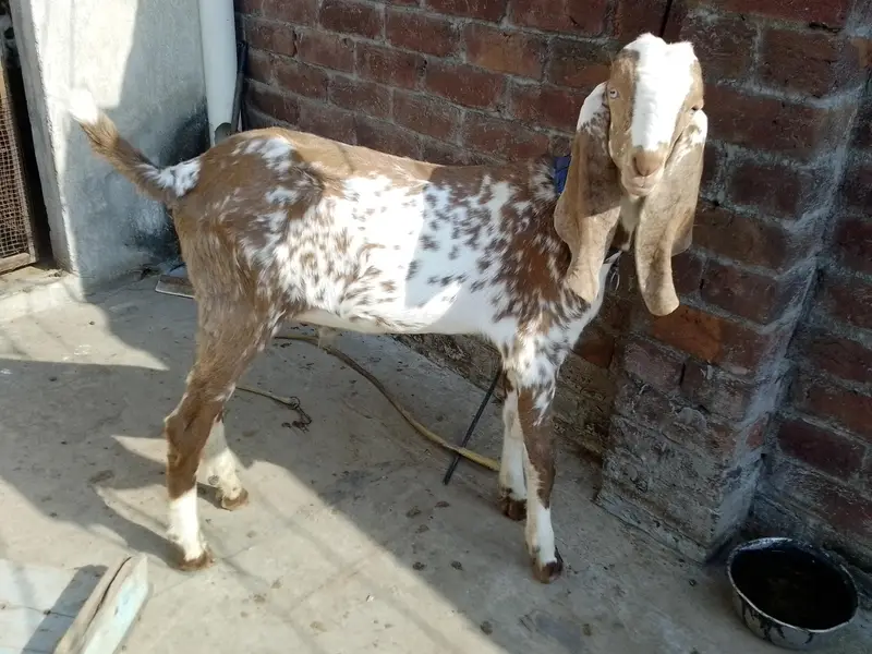 Chena Bacha Male Barka/Goat 5 Months Age — photo 3