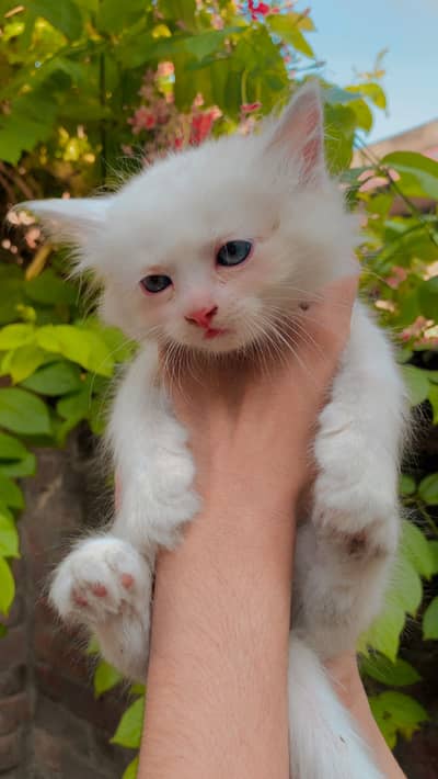 Persian kittens