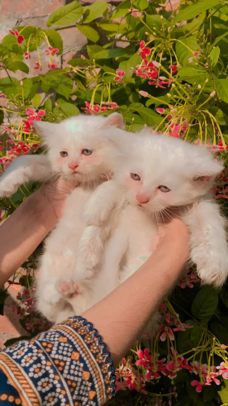 Persian kittens — photo 2