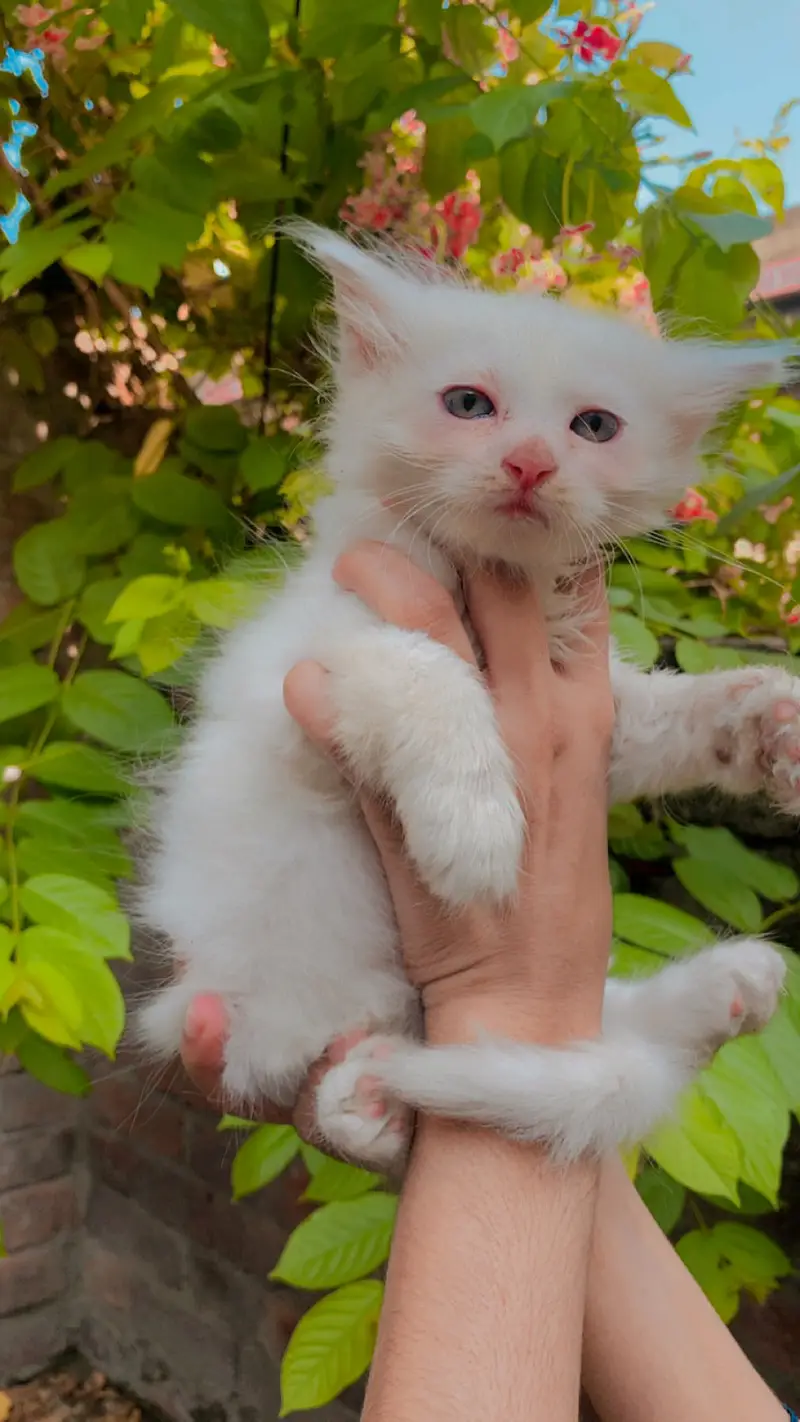Persian kittens — photo 3