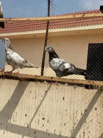 indain or tedy cross pathy home breed grunty sa 03009803769