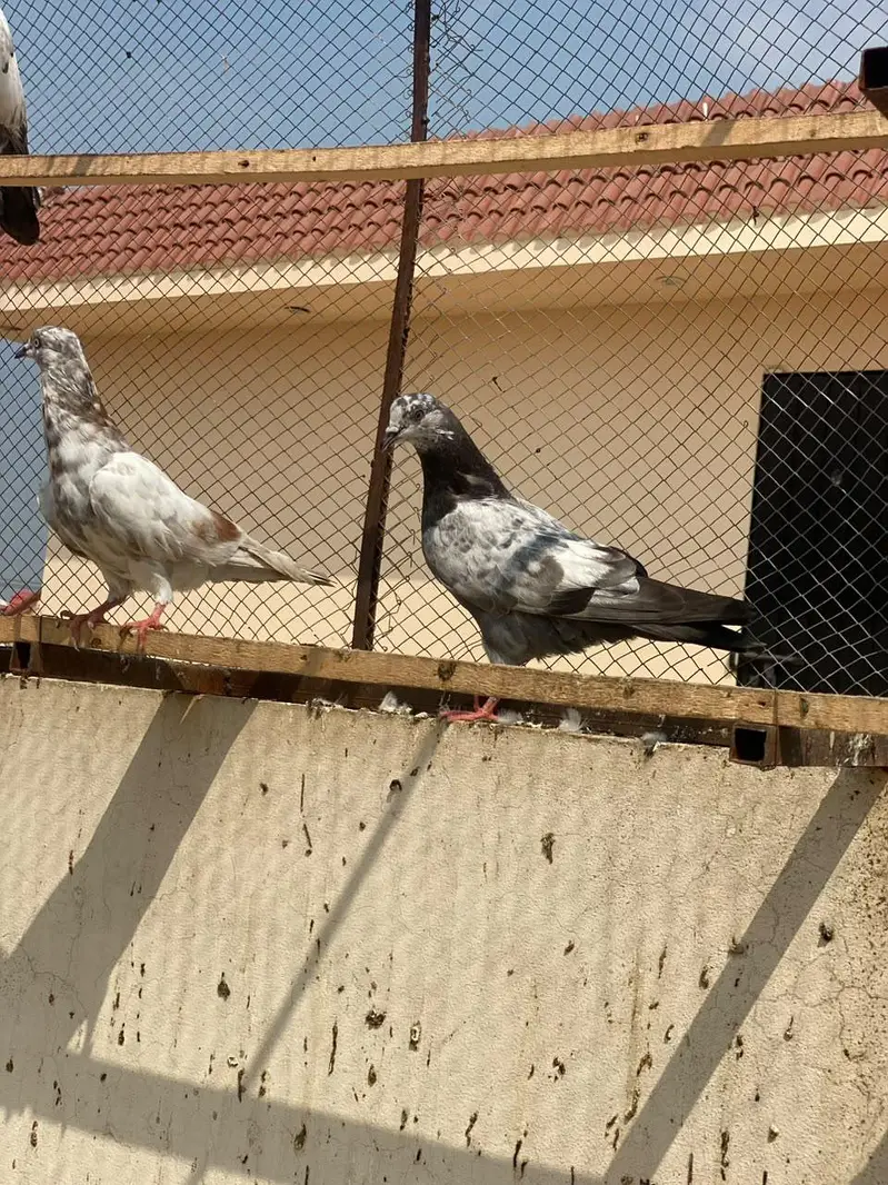 indain or tedy cross pathy home breed grunty sa 03009803769