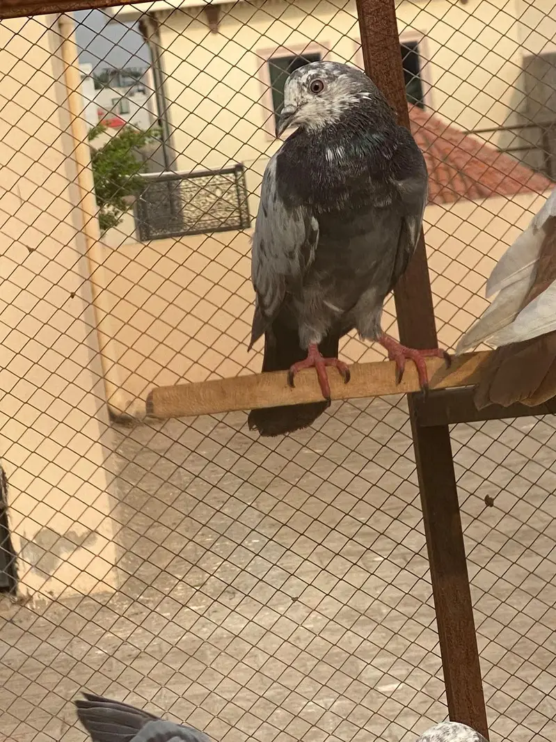indain or tedy cross pathy home breed grunty sa 03009803769 — photo 6