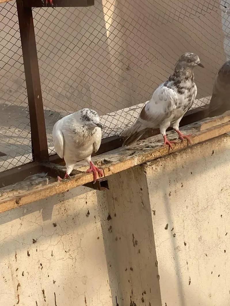 indain or tedy cross pathy home breed grunty sa 03009803769 — photo 7