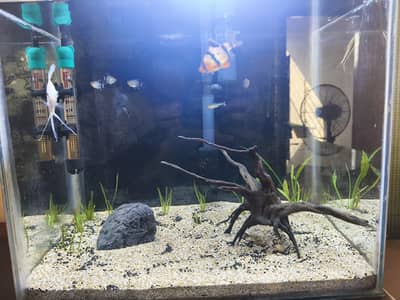 Fishes for sale