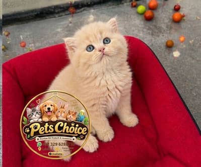 cash on deliveryparshion kitten cat male and female British