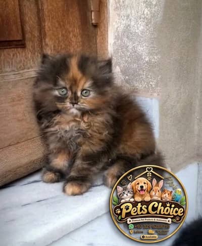 availableparshion kitten cat male and female British