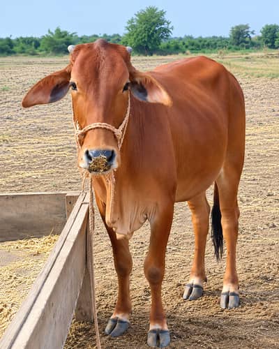 Sahiwal Heifer for Sale